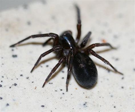 schwarze dicke spinne